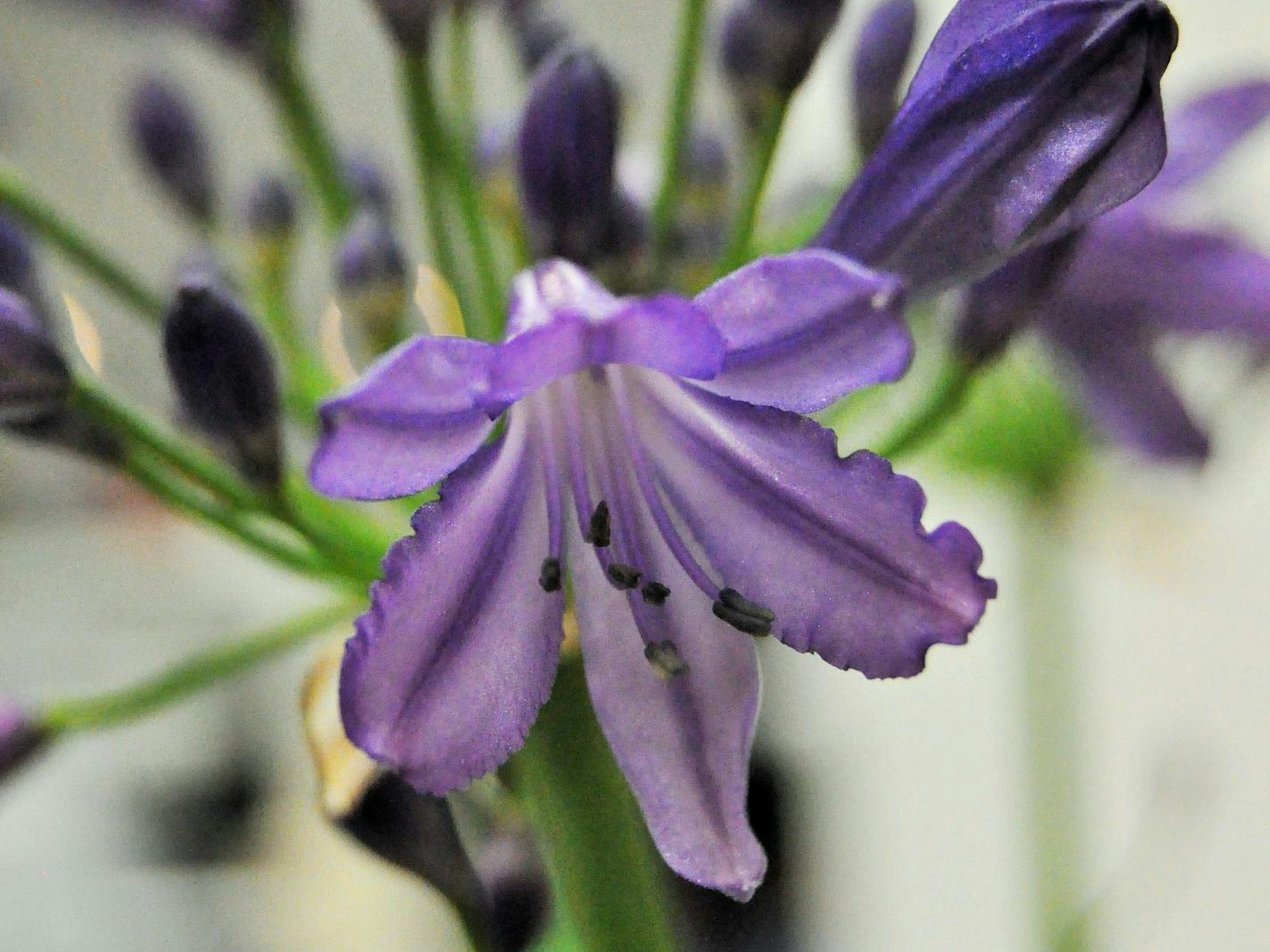 Neuheit 4 Schmucklilie