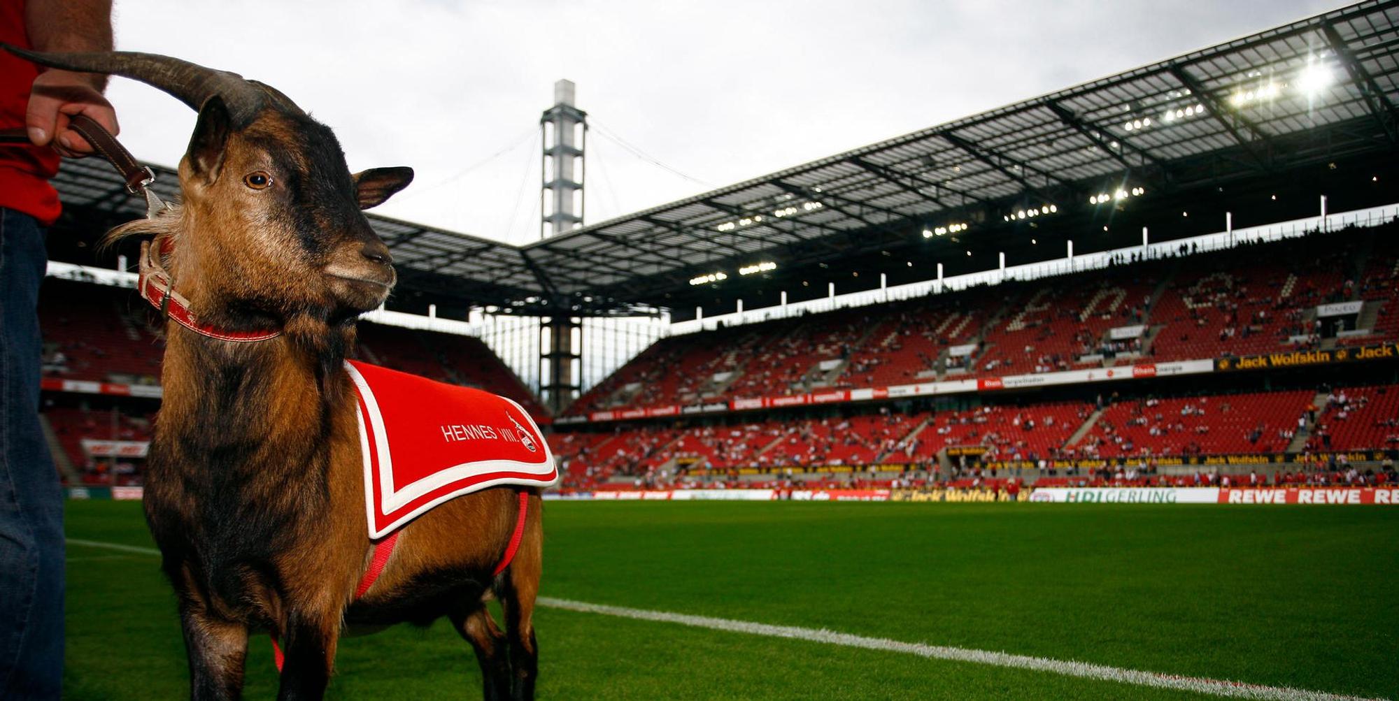 Hennes 8