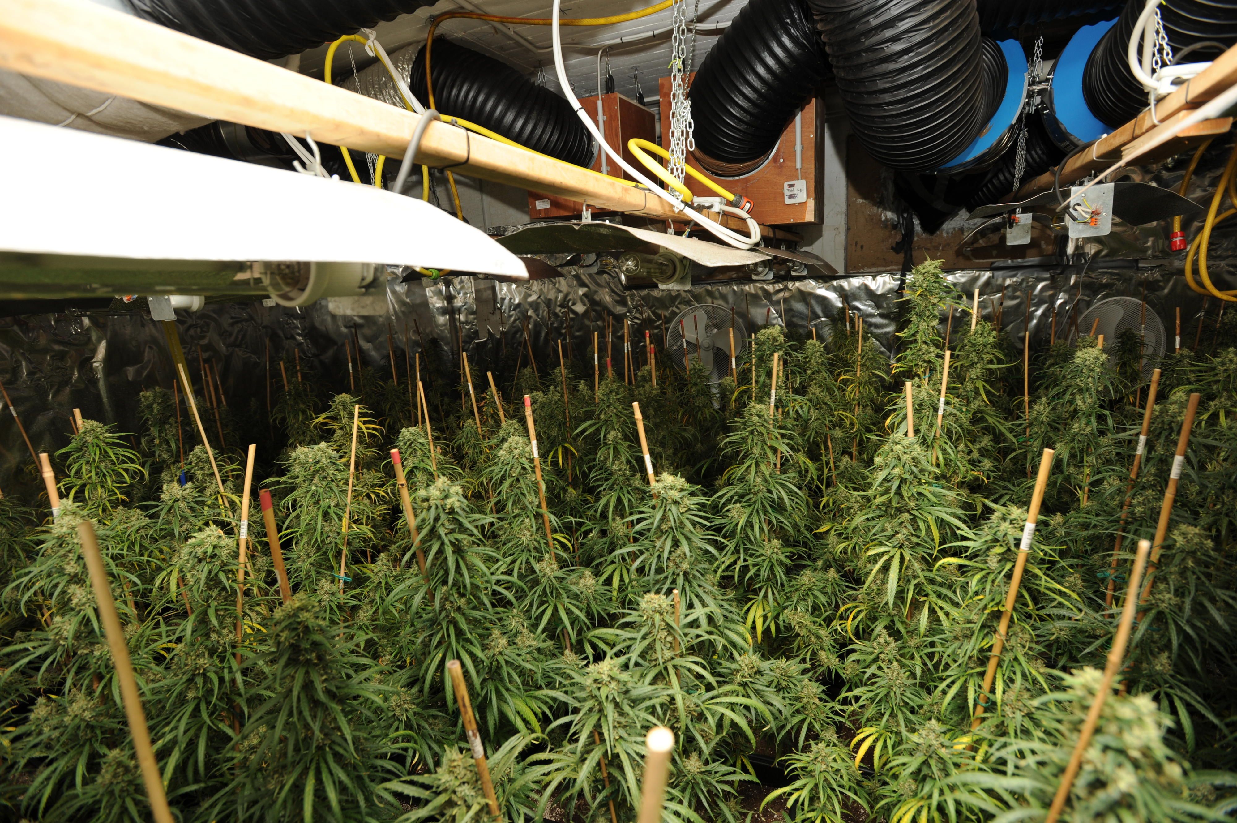 cannabis