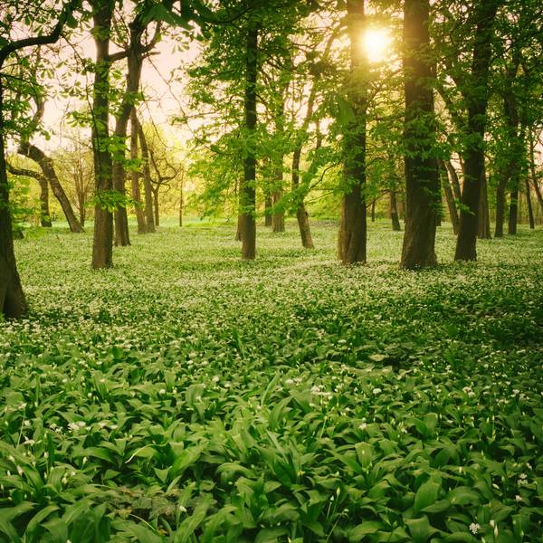 baerlauch-Fotolia_82118347_M