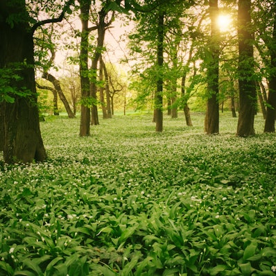 baerlauch-Fotolia_82118347_M