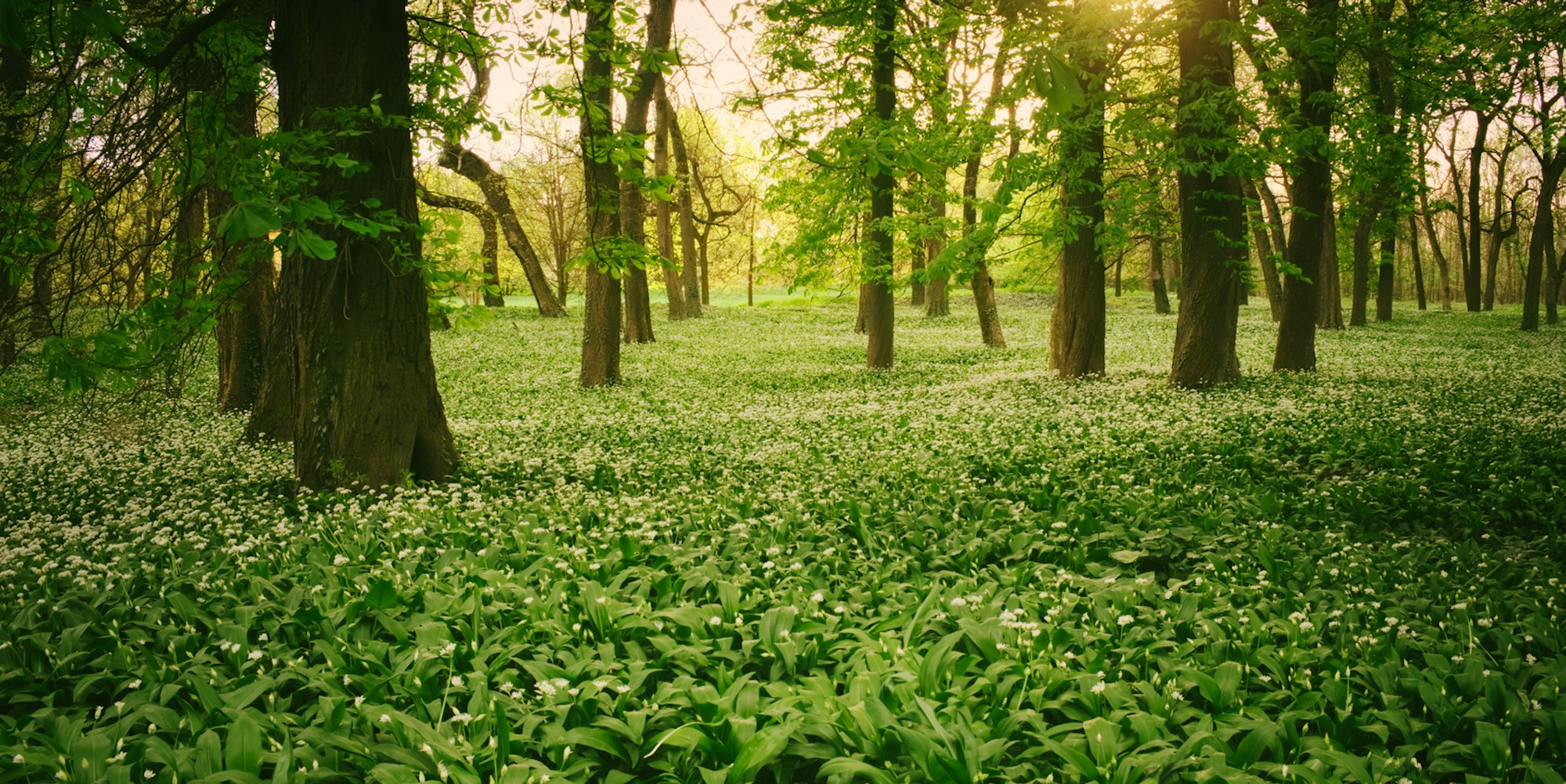 baerlauch-Fotolia_82118347_M