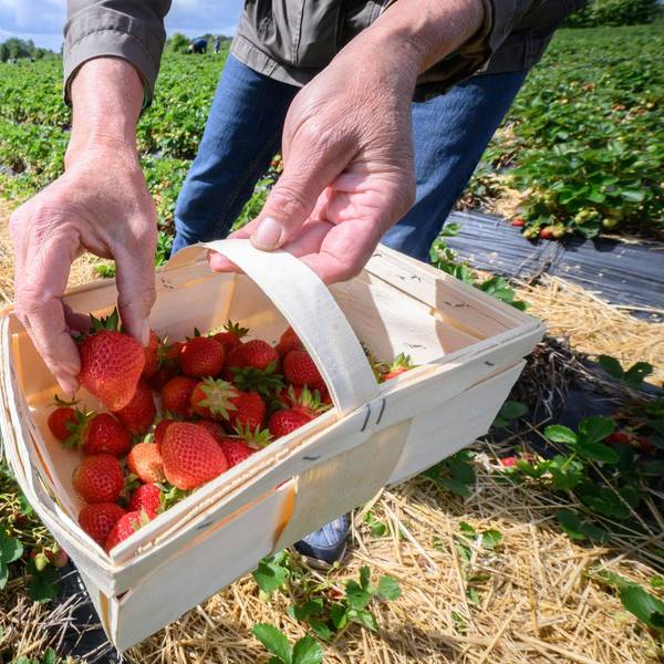 Erdbeeren Ernte