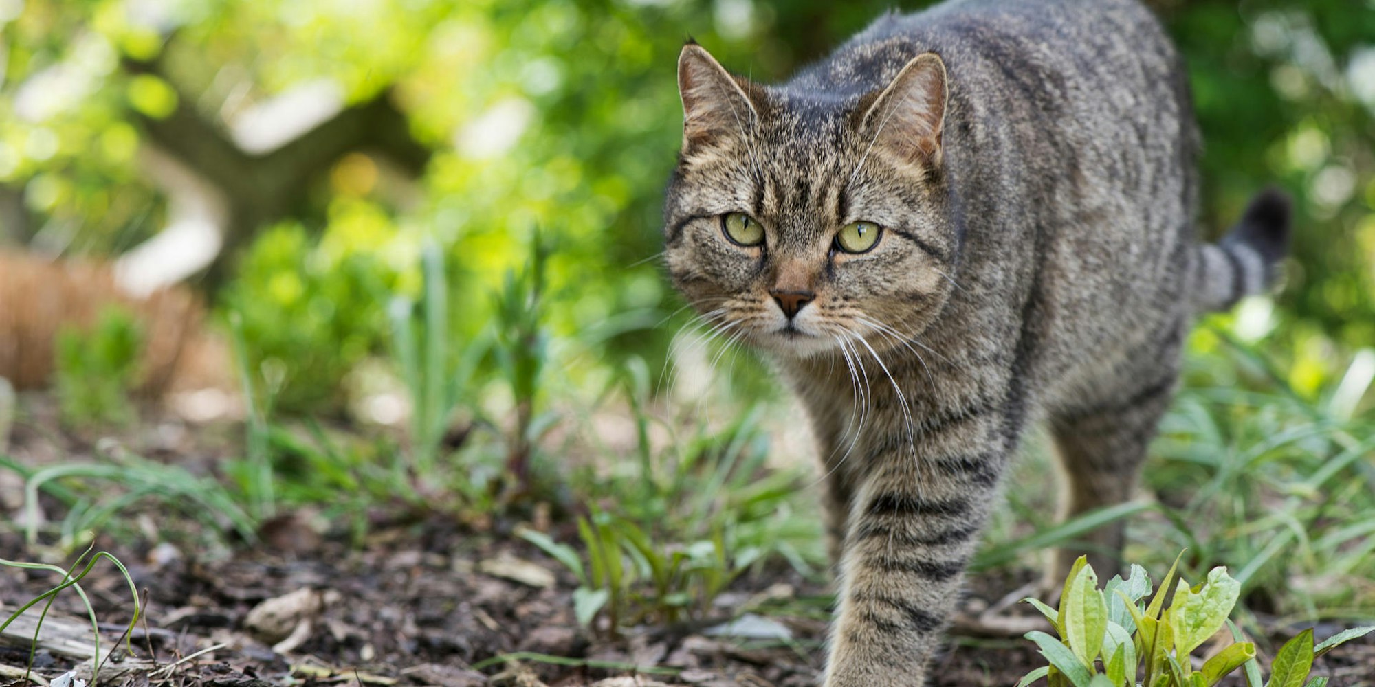 Katze Steruner