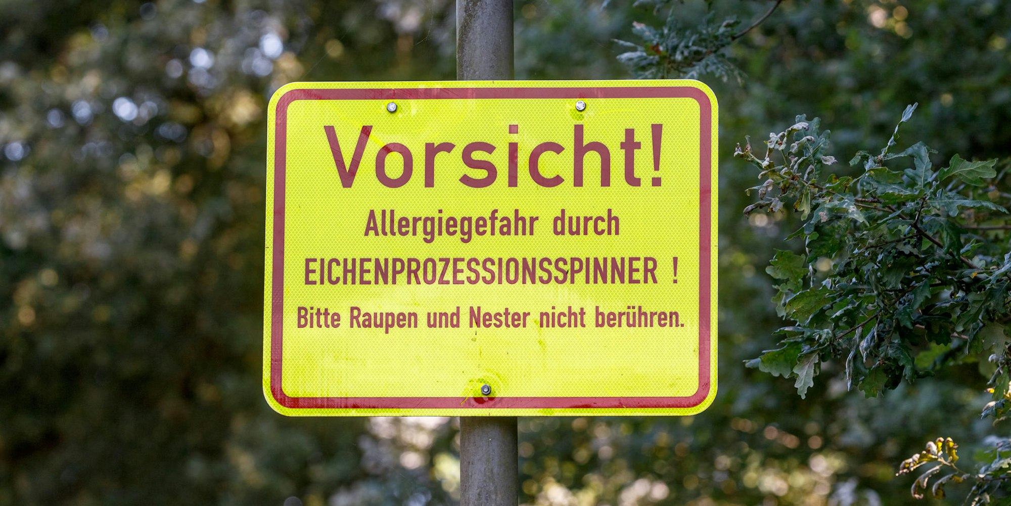 AchtungEichenprozessinsspinner