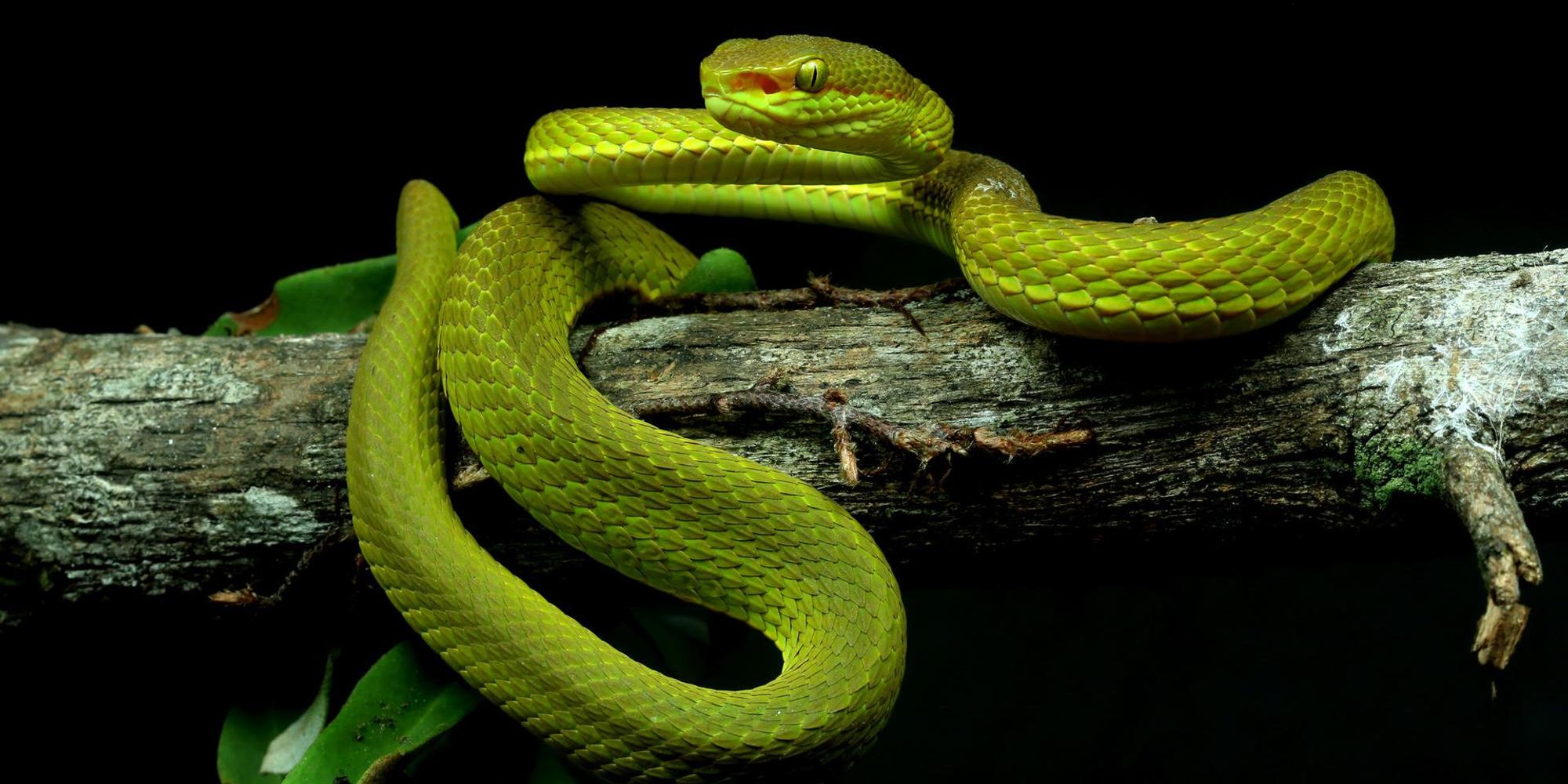 Trimesurus salazar