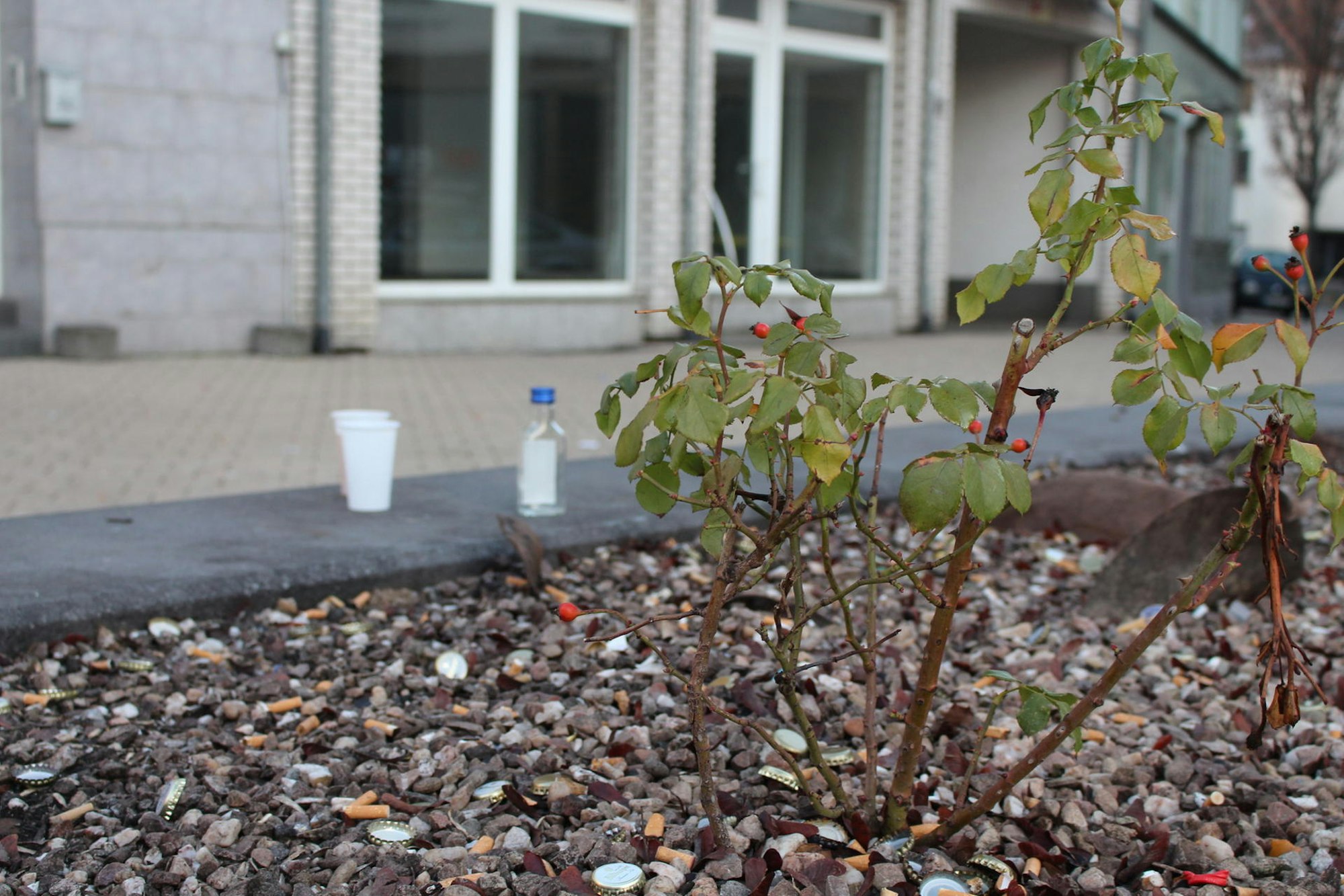 Viehplätzchen Viertel Alkohol