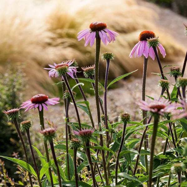 KLimawandel-Artikel Lepple_Garten-ohne-Gießen_9783818612283_Lepple_Annette_S34