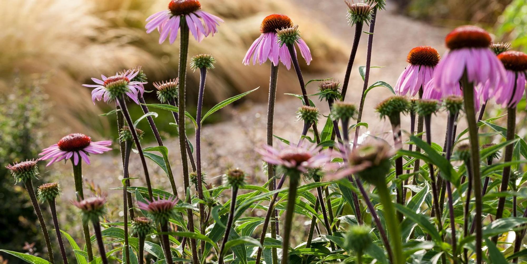 KLimawandel-Artikel Lepple_Garten-ohne-Gießen_9783818612283_Lepple_Annette_S34