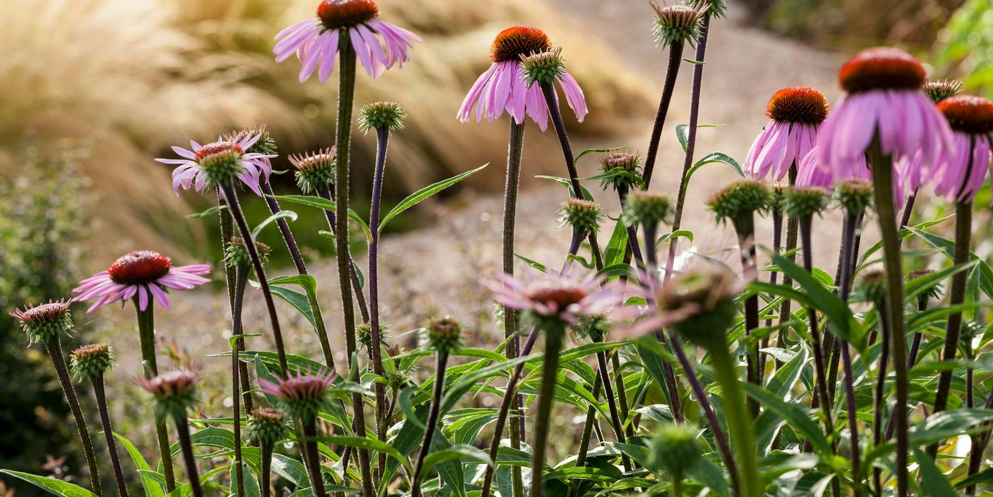 KLimawandel-Artikel Lepple_Garten-ohne-Gießen_9783818612283_Lepple_Annette_S34