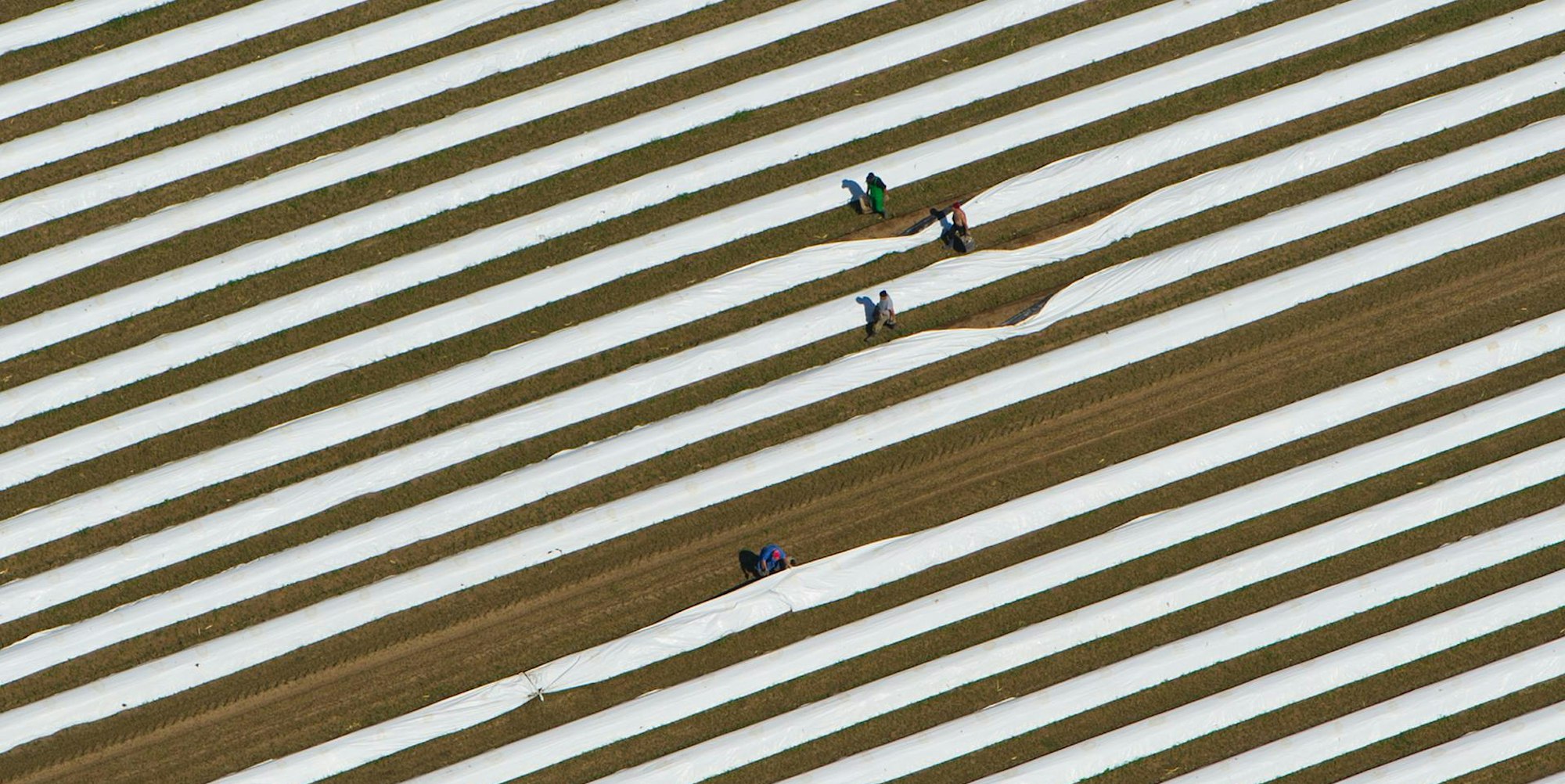 Spargelfeld von Oben