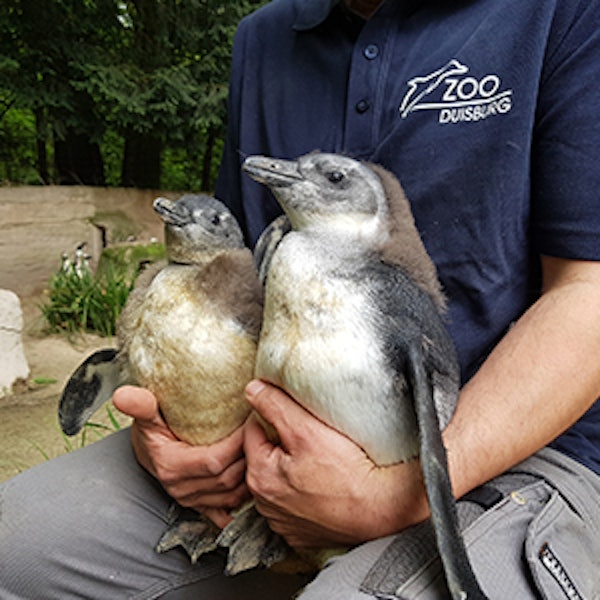 Pinguinnachwuchs_Duisburg_Zoo