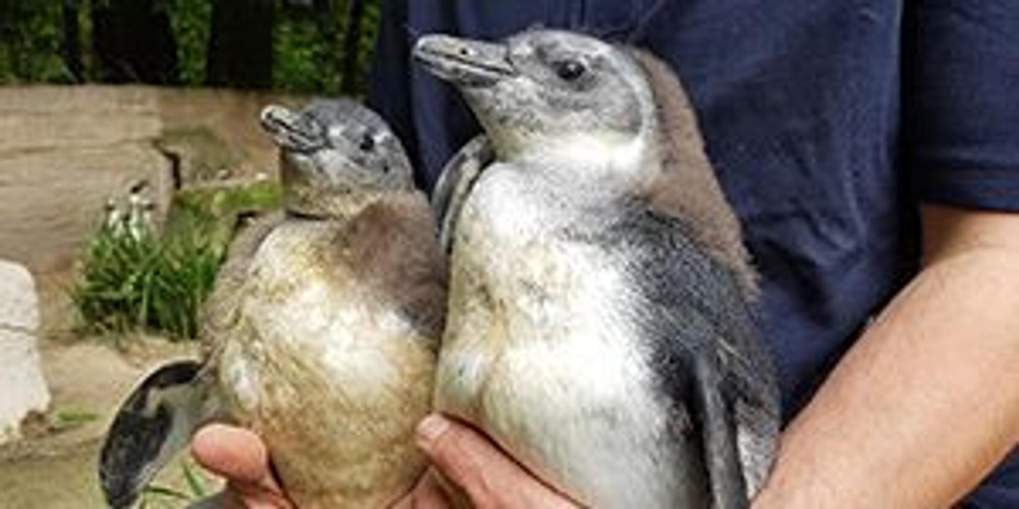 Pinguinnachwuchs_Duisburg_Zoo