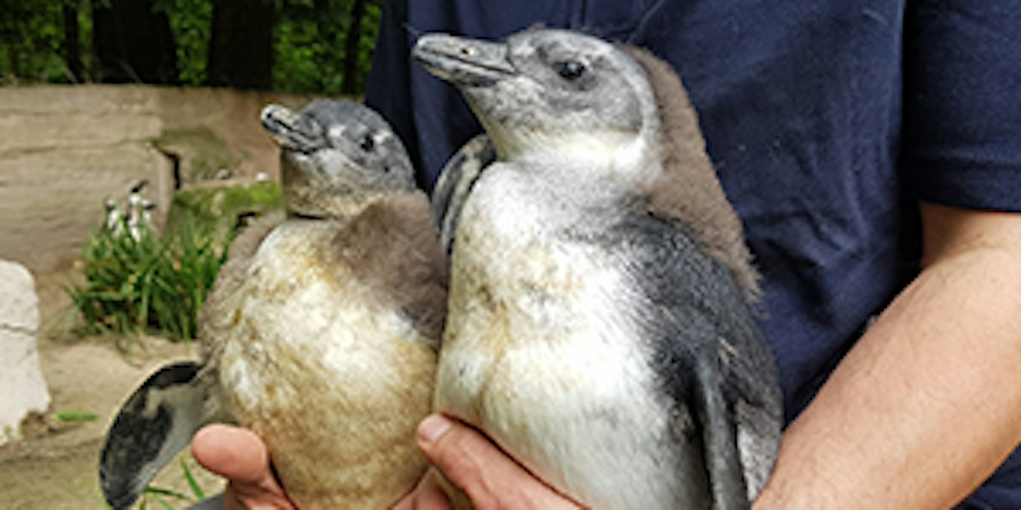 Pinguinnachwuchs_Duisburg_Zoo
