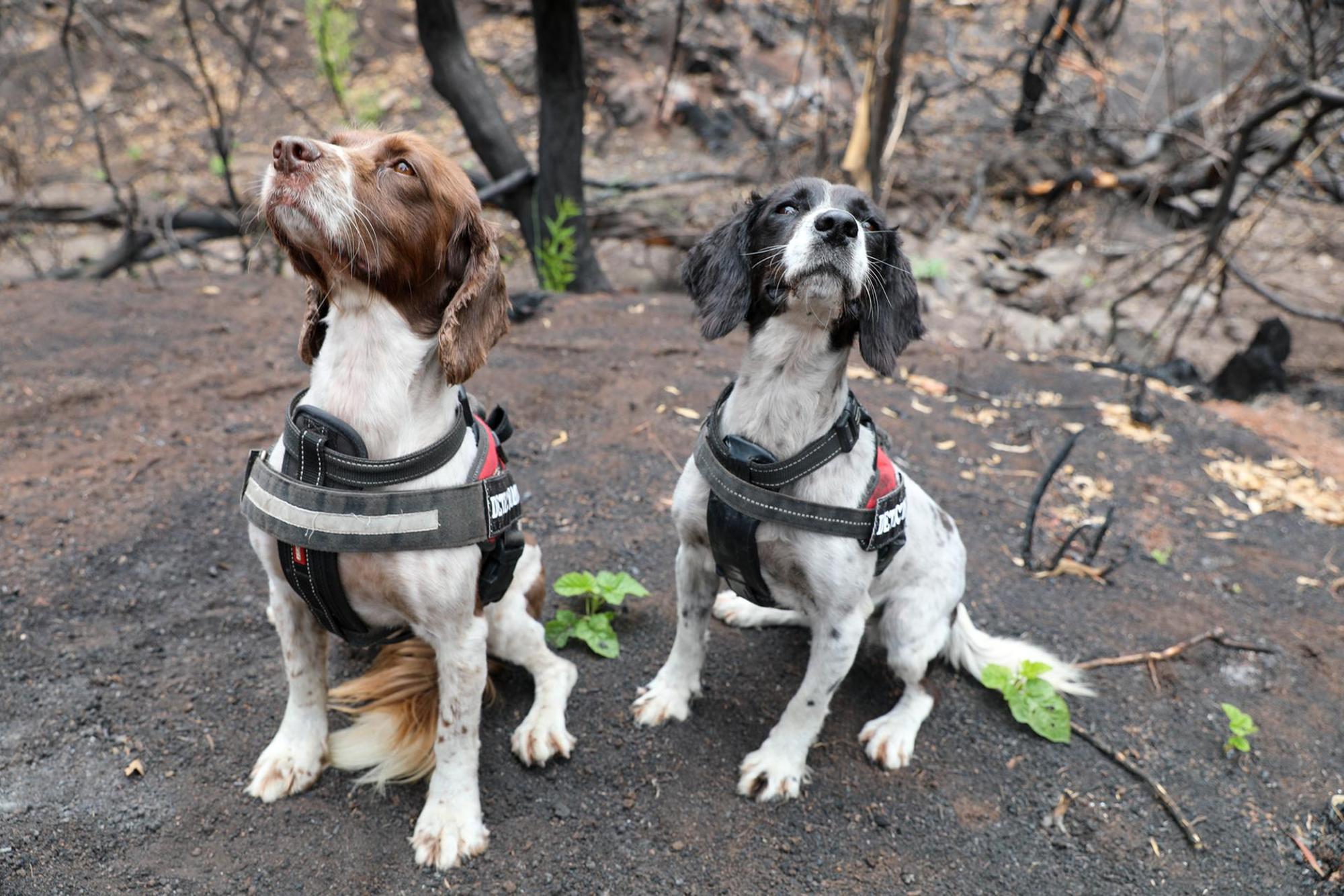 Jagdhunde