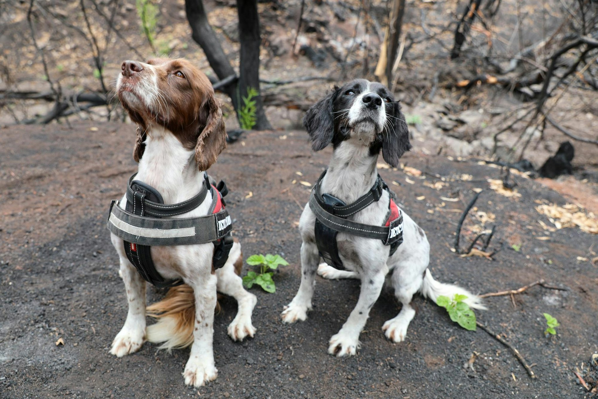 Jagdhunde