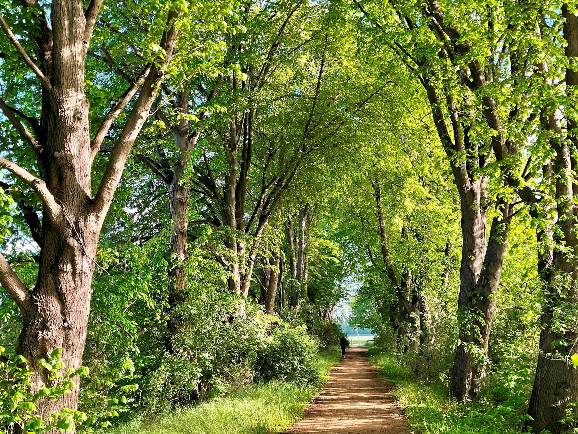 Lindenallee_an_der_Gymnicher_Muehle_1HorstKomuth