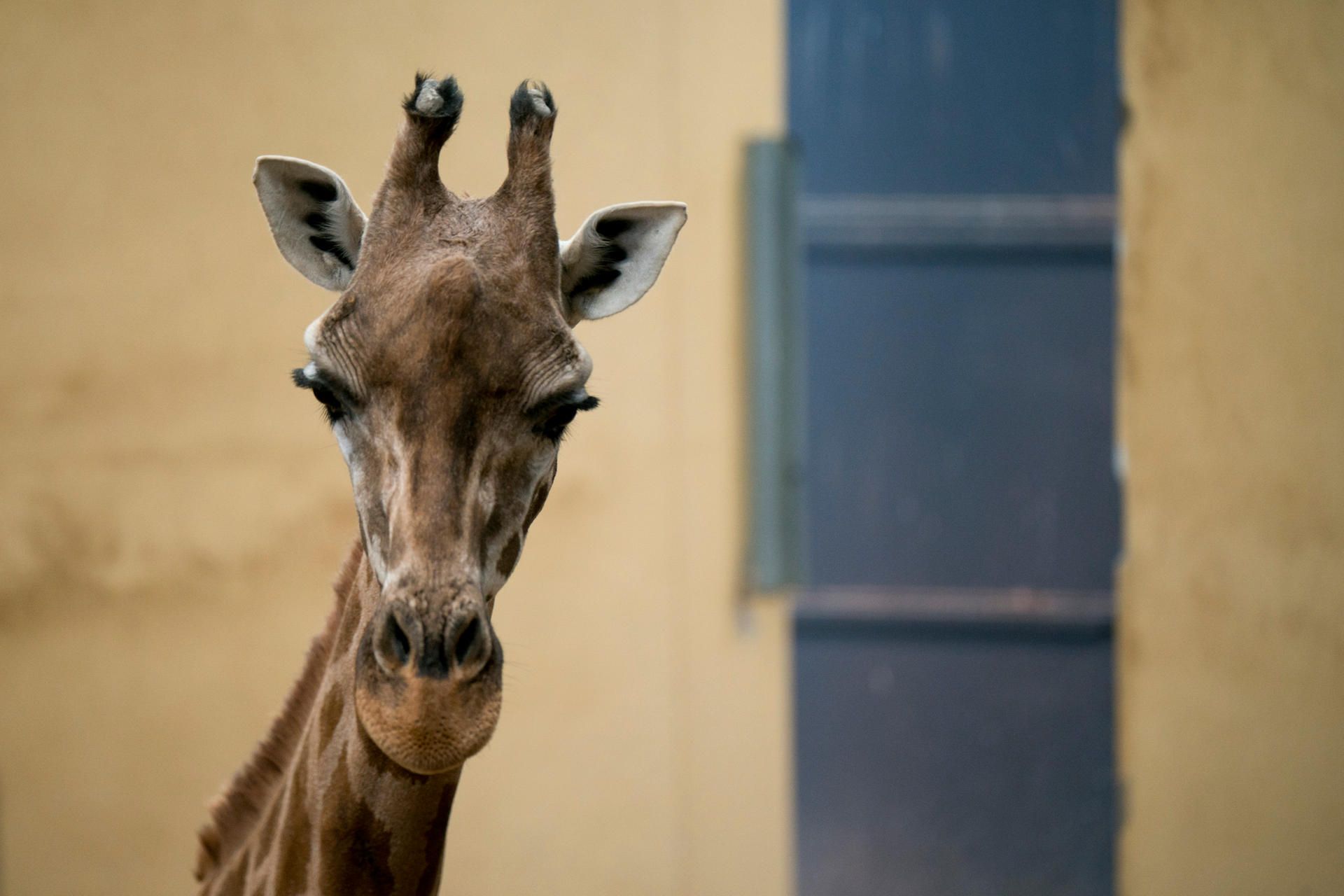 Giraffe Symbolbild