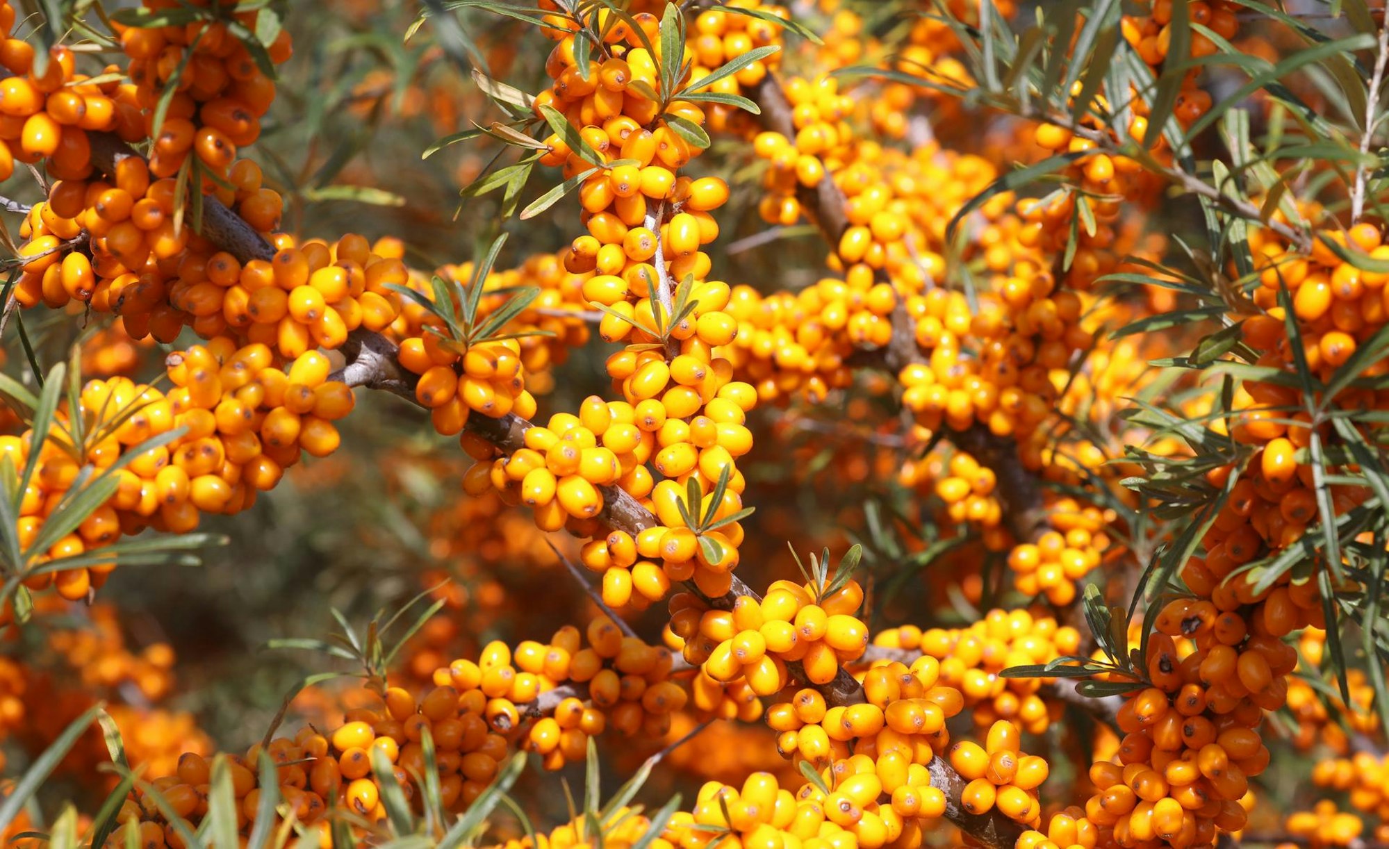 sanddorn dicker strauch