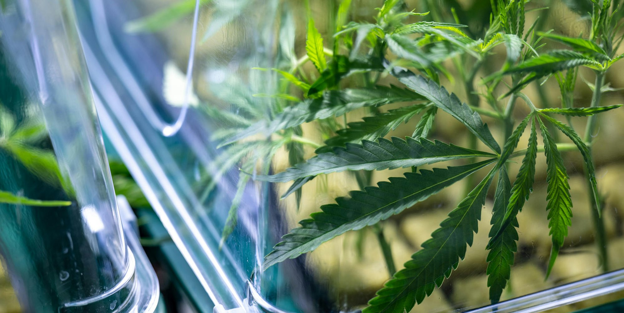 Cannabis Gefäß symbol dpa