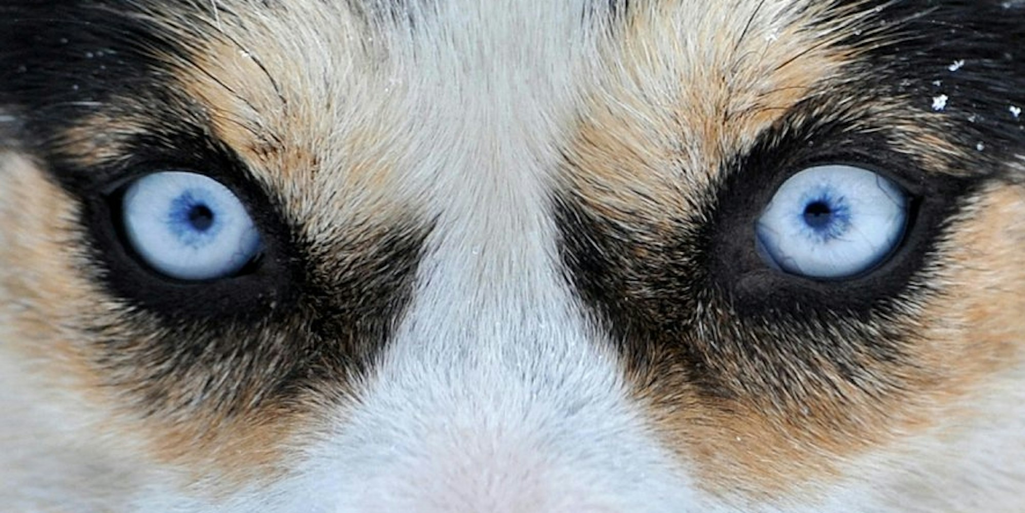 Husky 200120