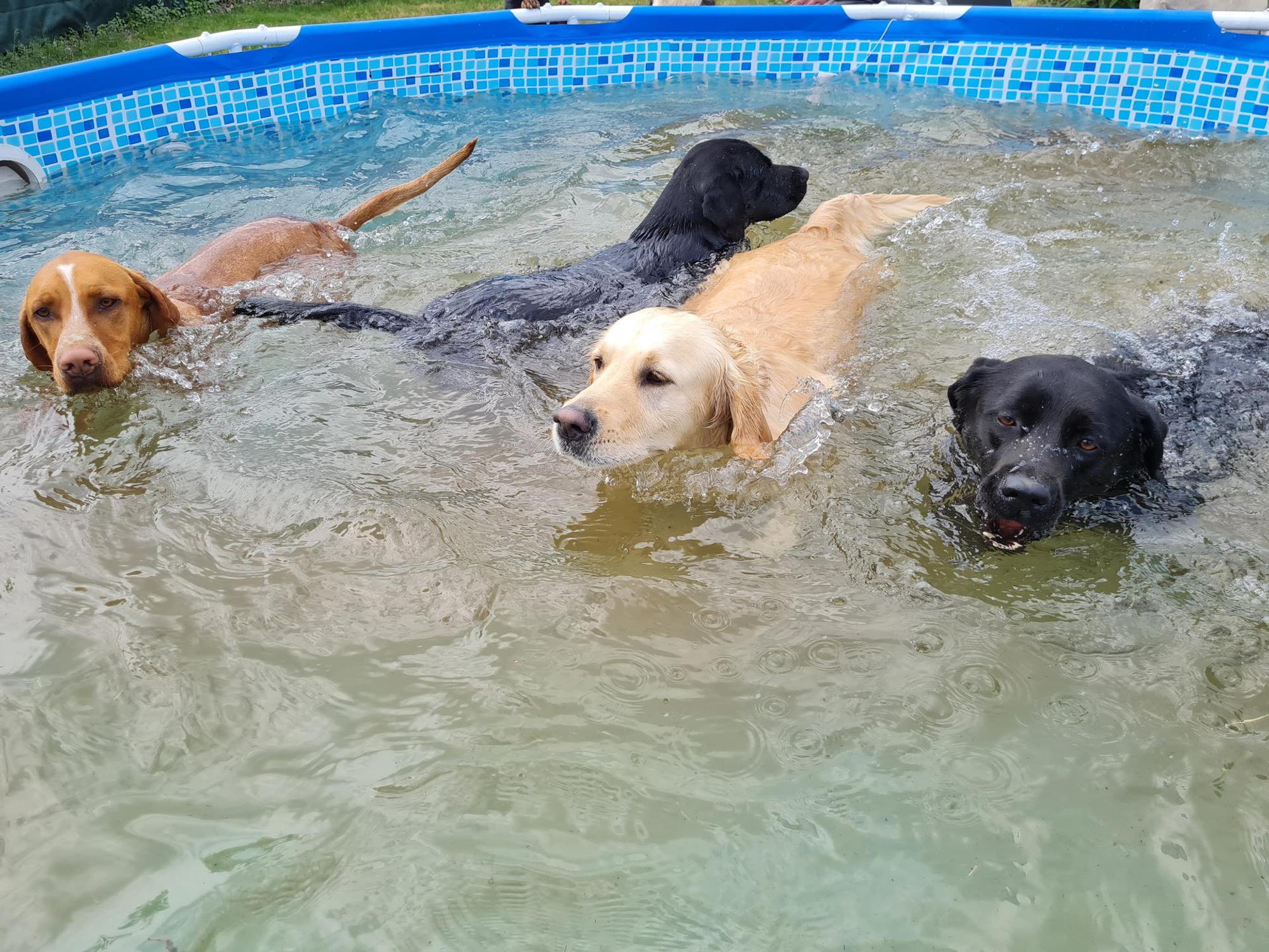 friedas_hundebetreuung_4