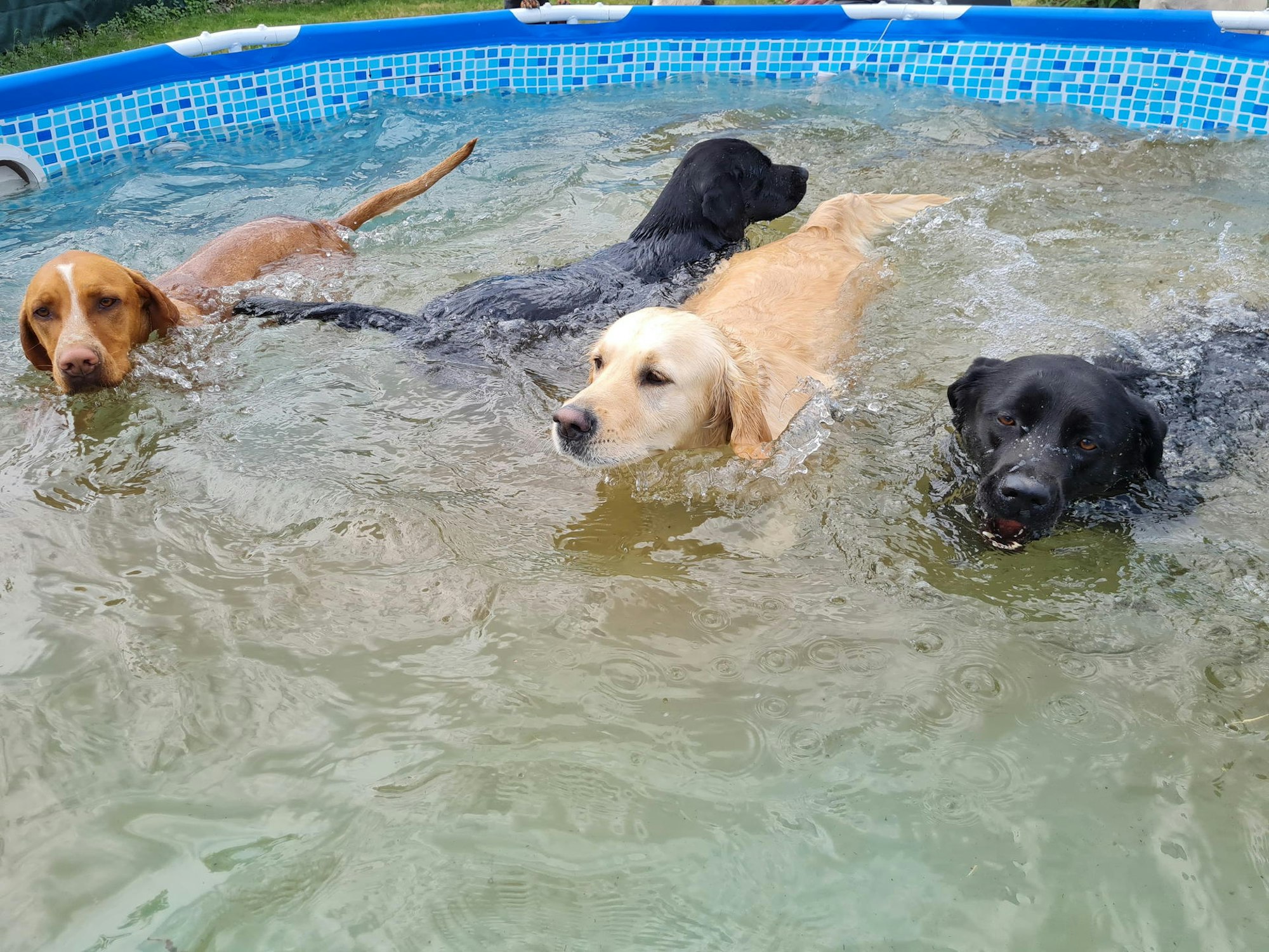 friedas_hundebetreuung_4