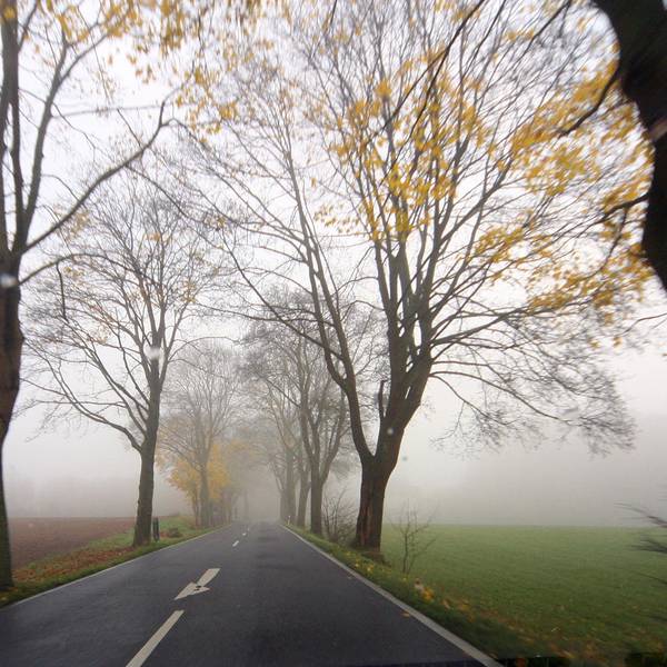 Allee_Faellung