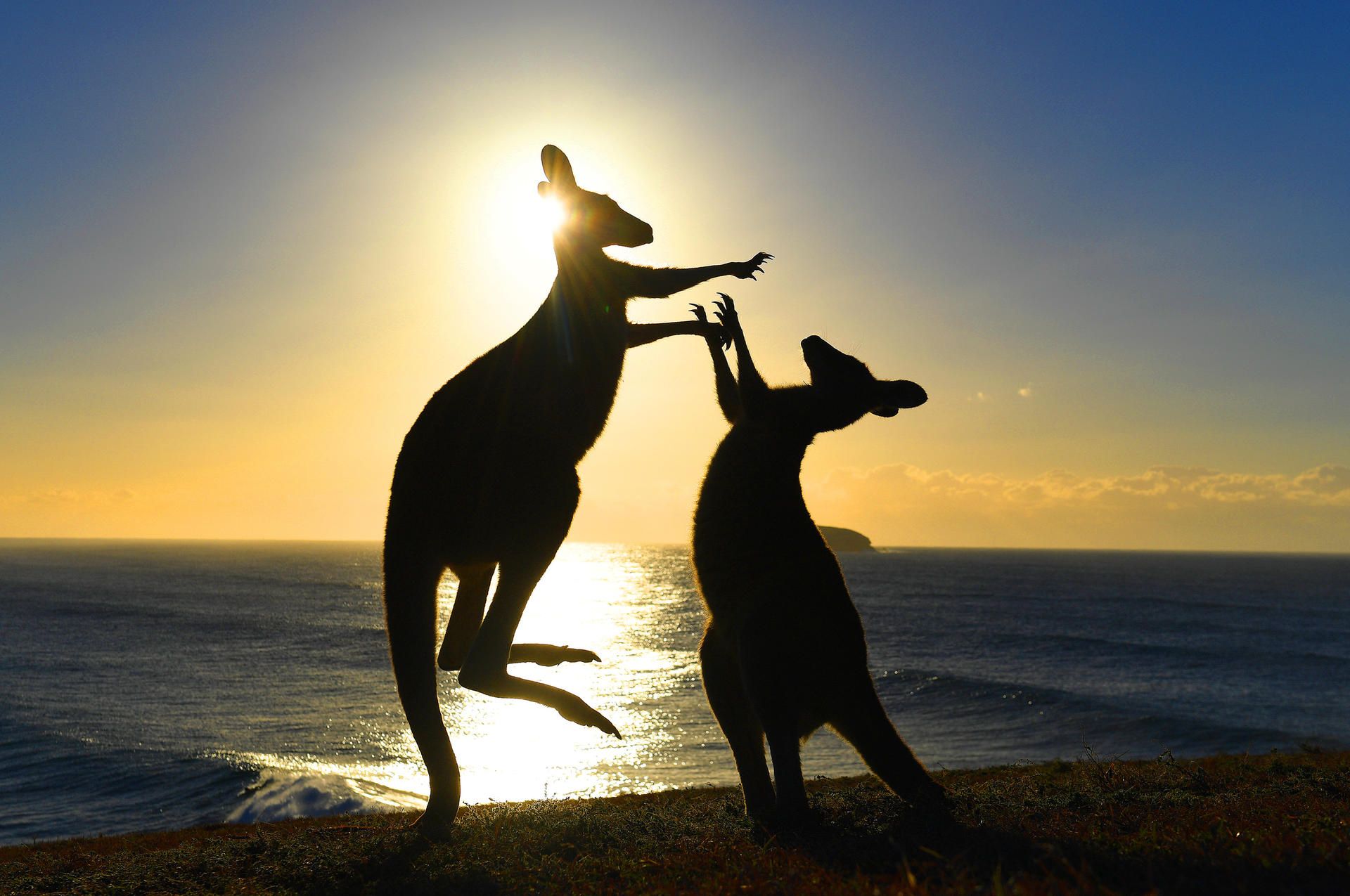 Kangurus Australien