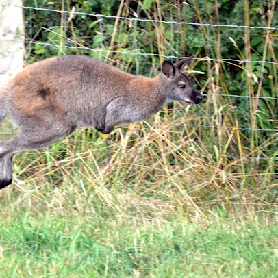 Känguru Archivbild PA 060722