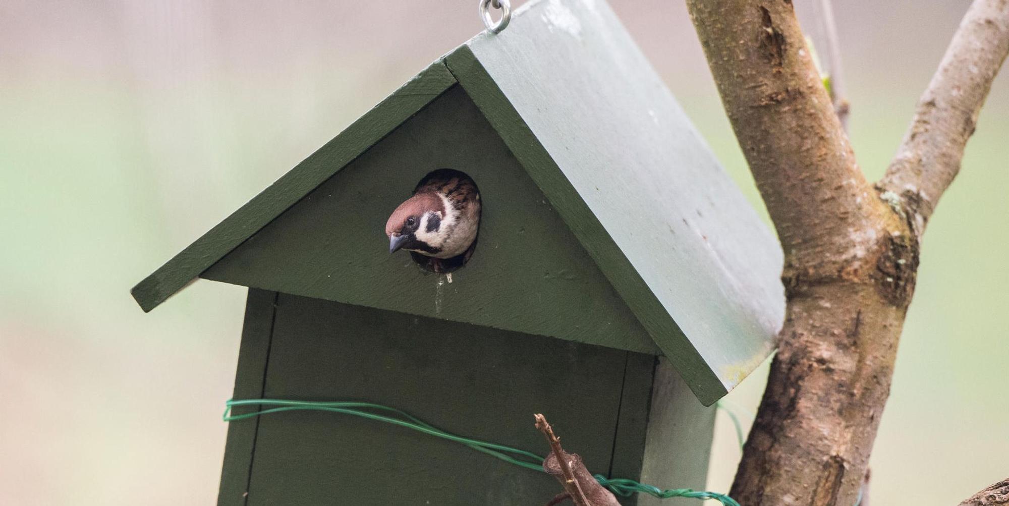 Singvogel_Nistkasten