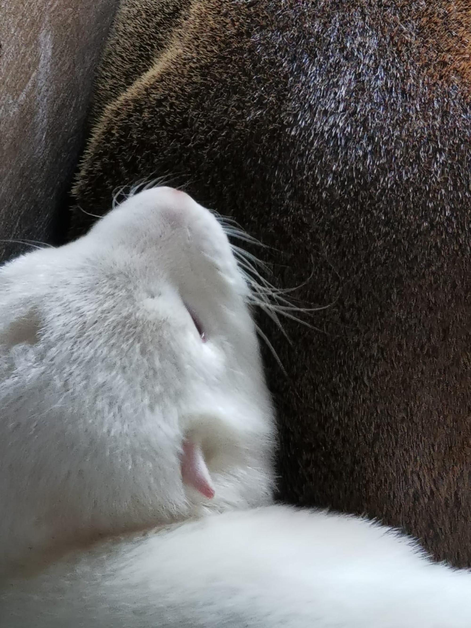 Albino-Seebär 2