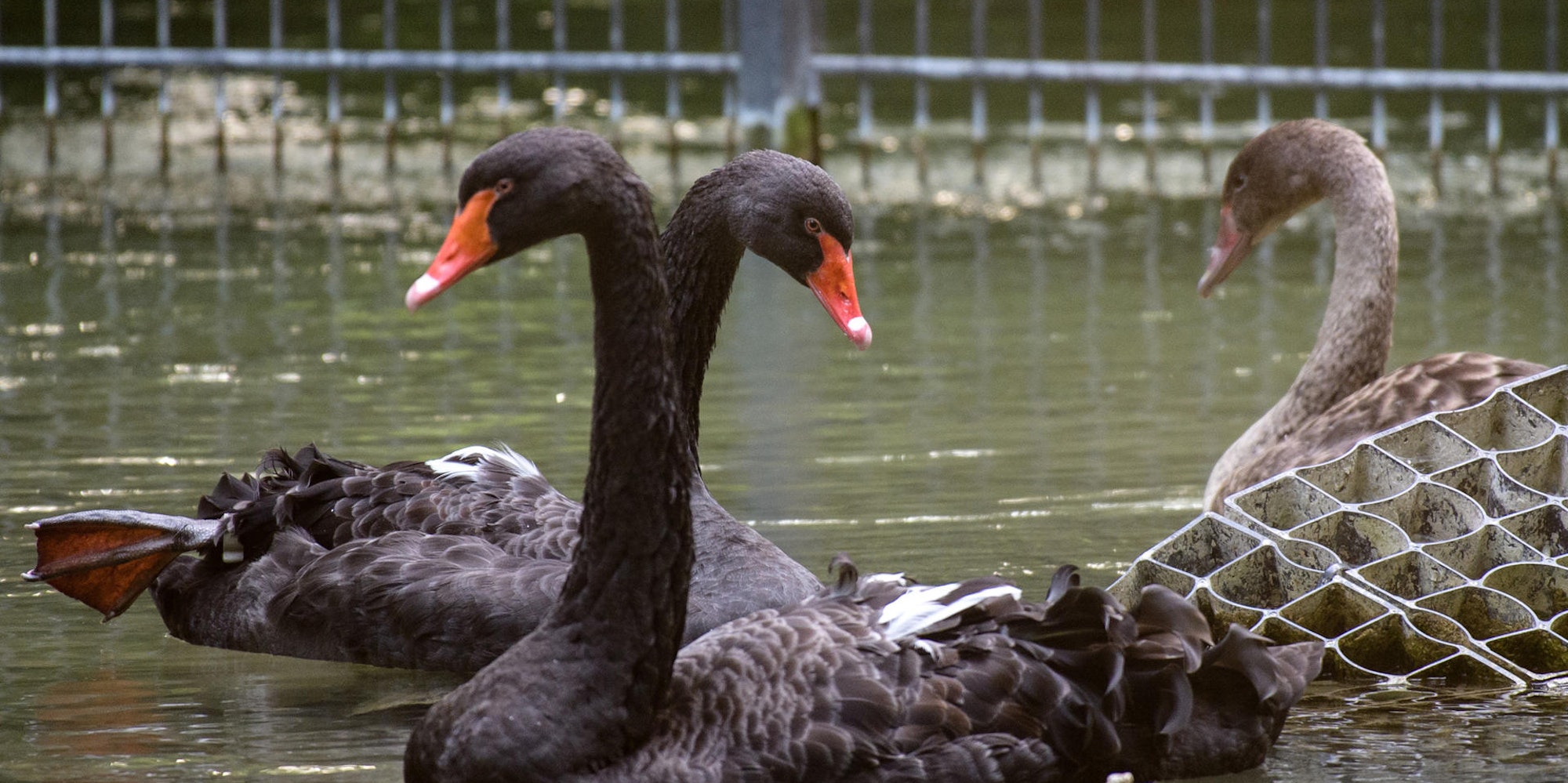 Trauerschwan dpa neu