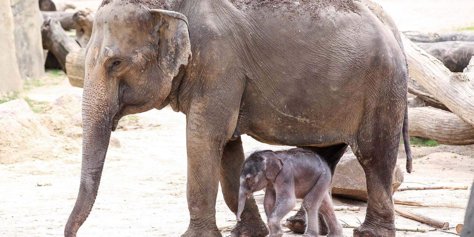 elefant
