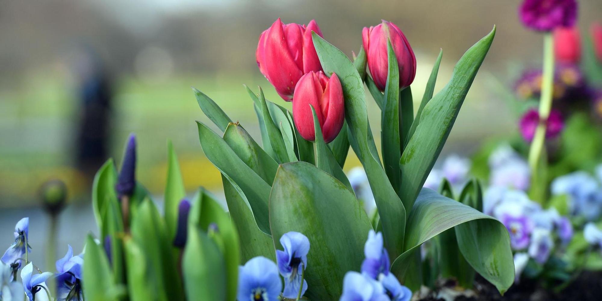 Blumenbeet