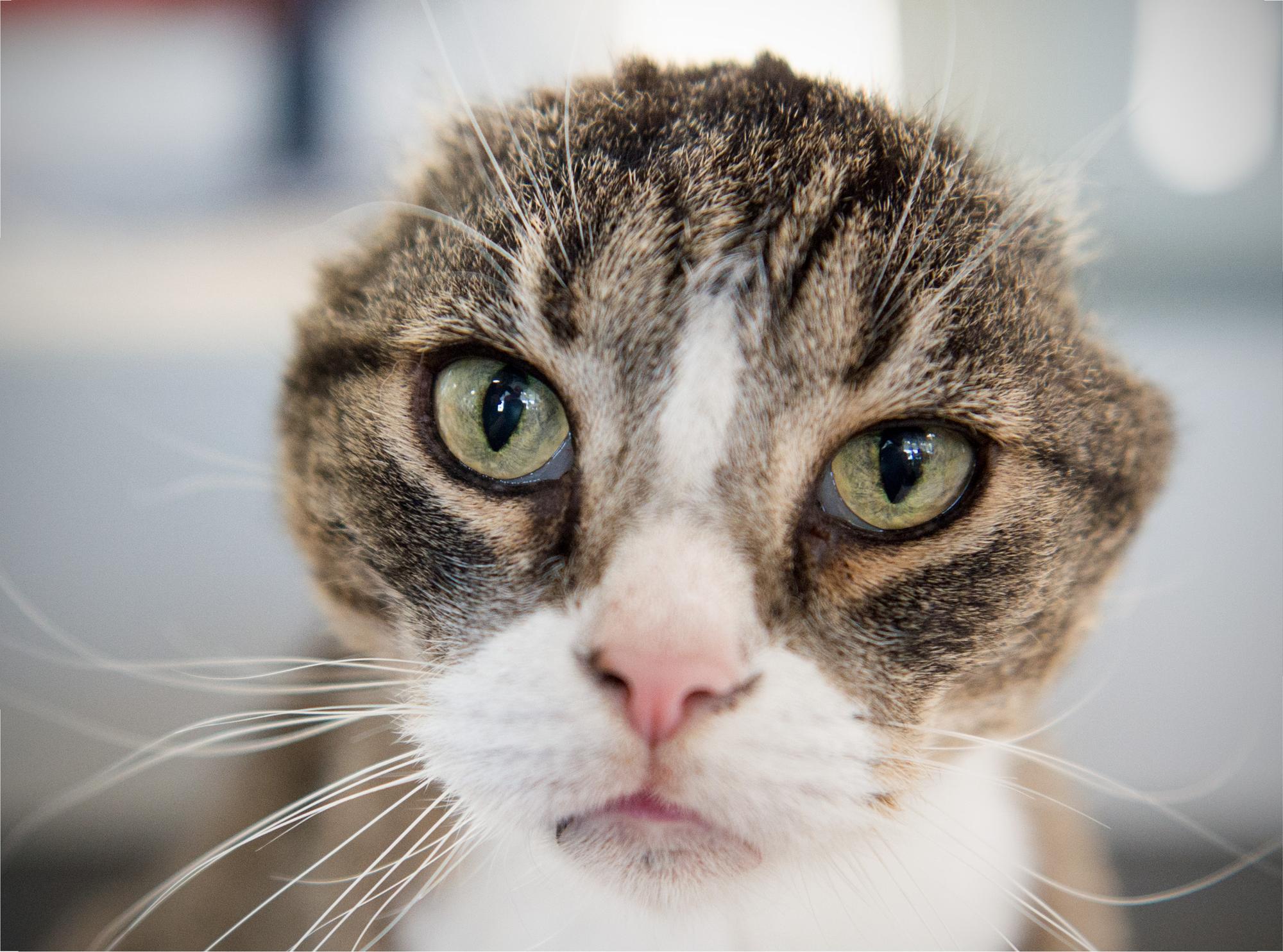 Keinohrkater