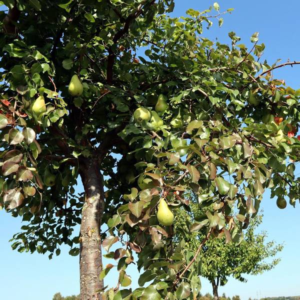Birnen-Rundwanderweg Birnbaum 1