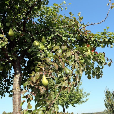 Birnen-Rundwanderweg Birnbaum 1