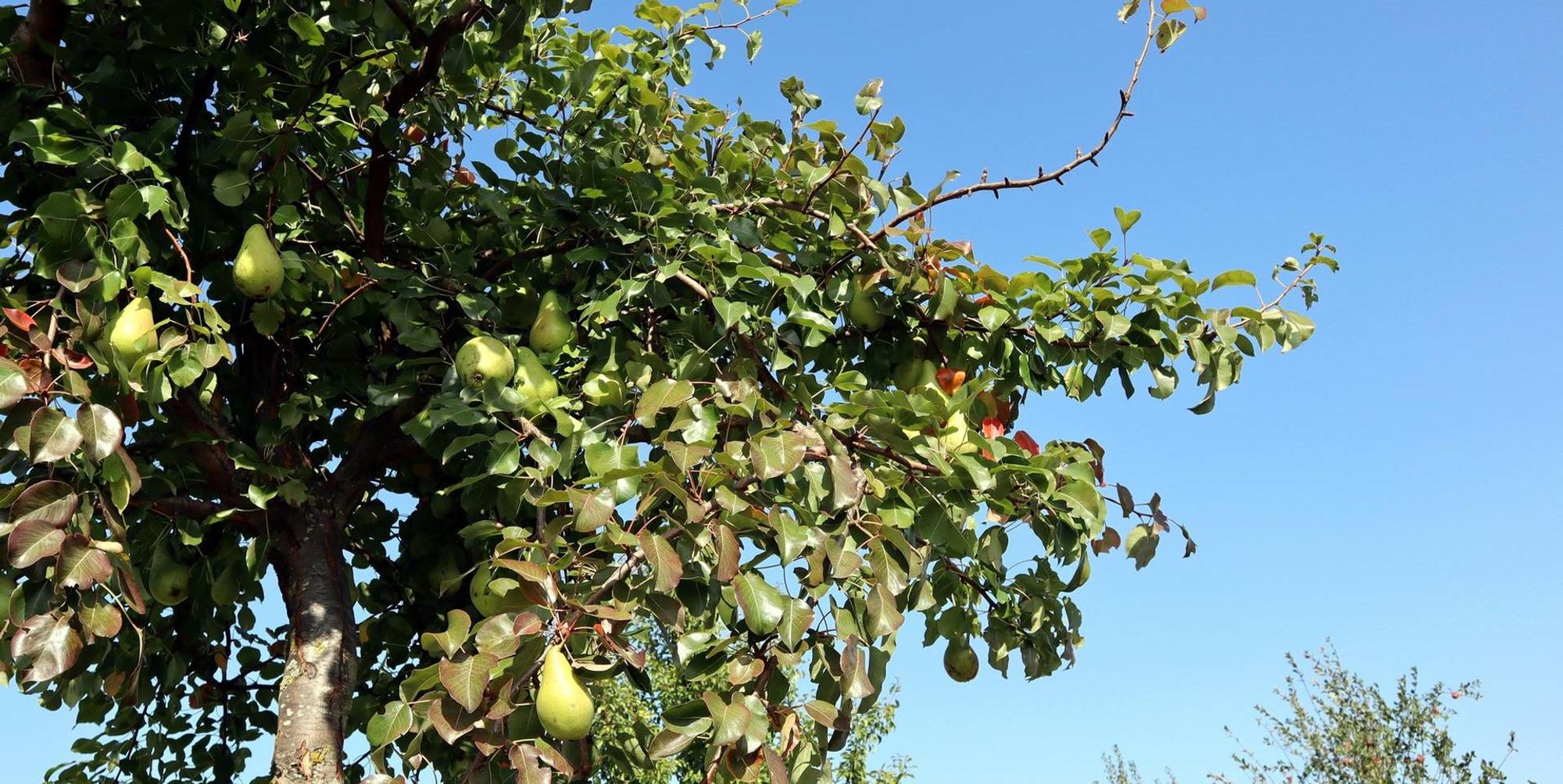 Birnen-Rundwanderweg Birnbaum 1