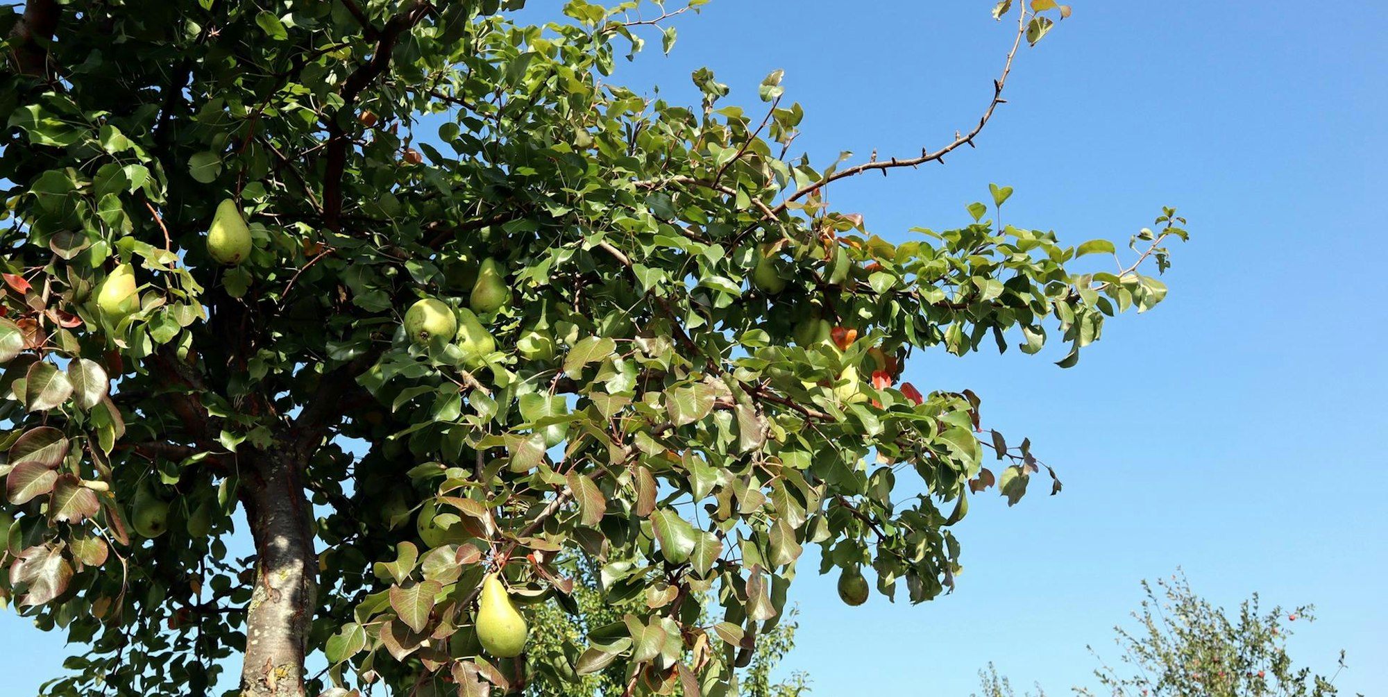 Birnen-Rundwanderweg Birnbaum 1