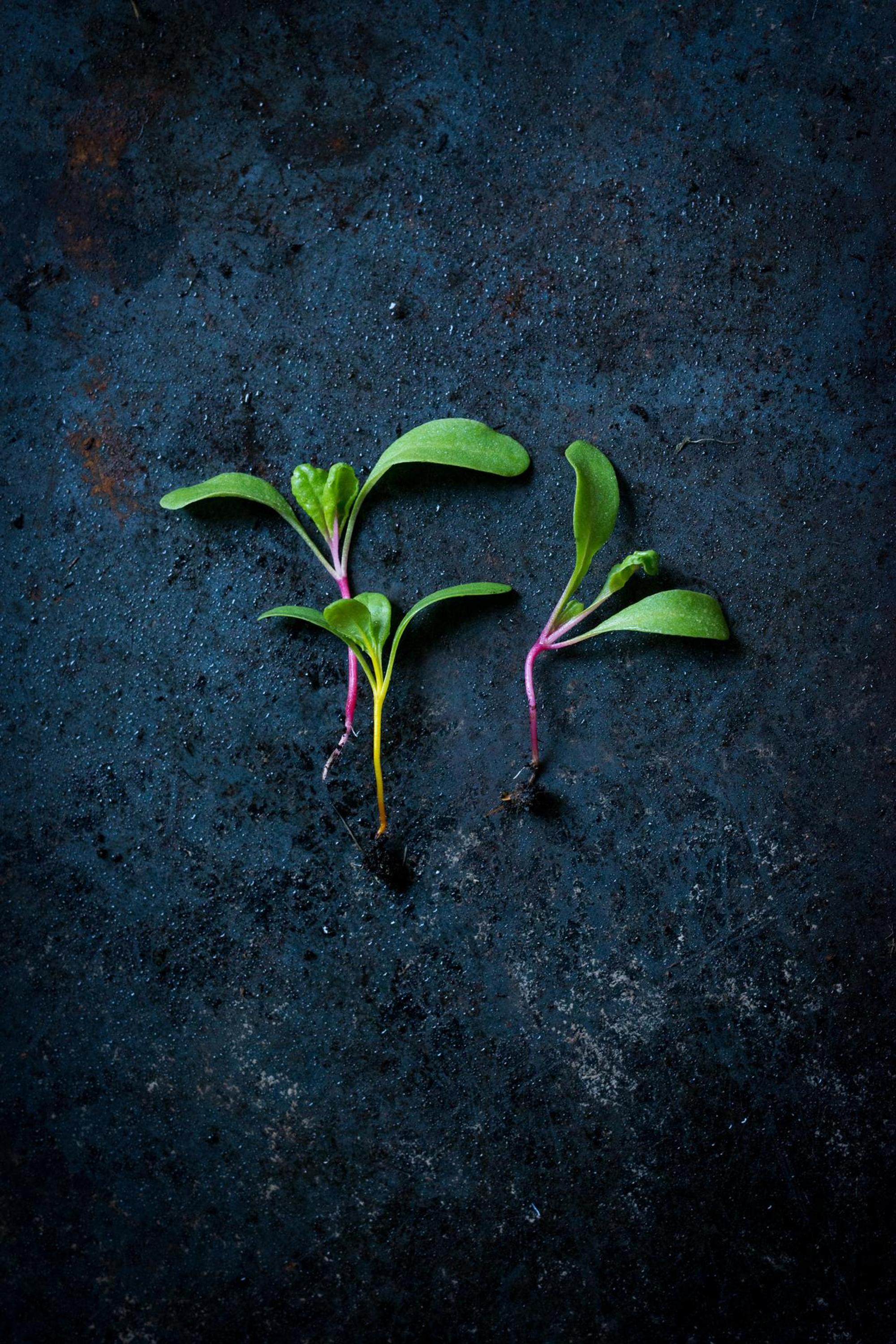 Ruether_micro-greens-kultivieren_ELA6693