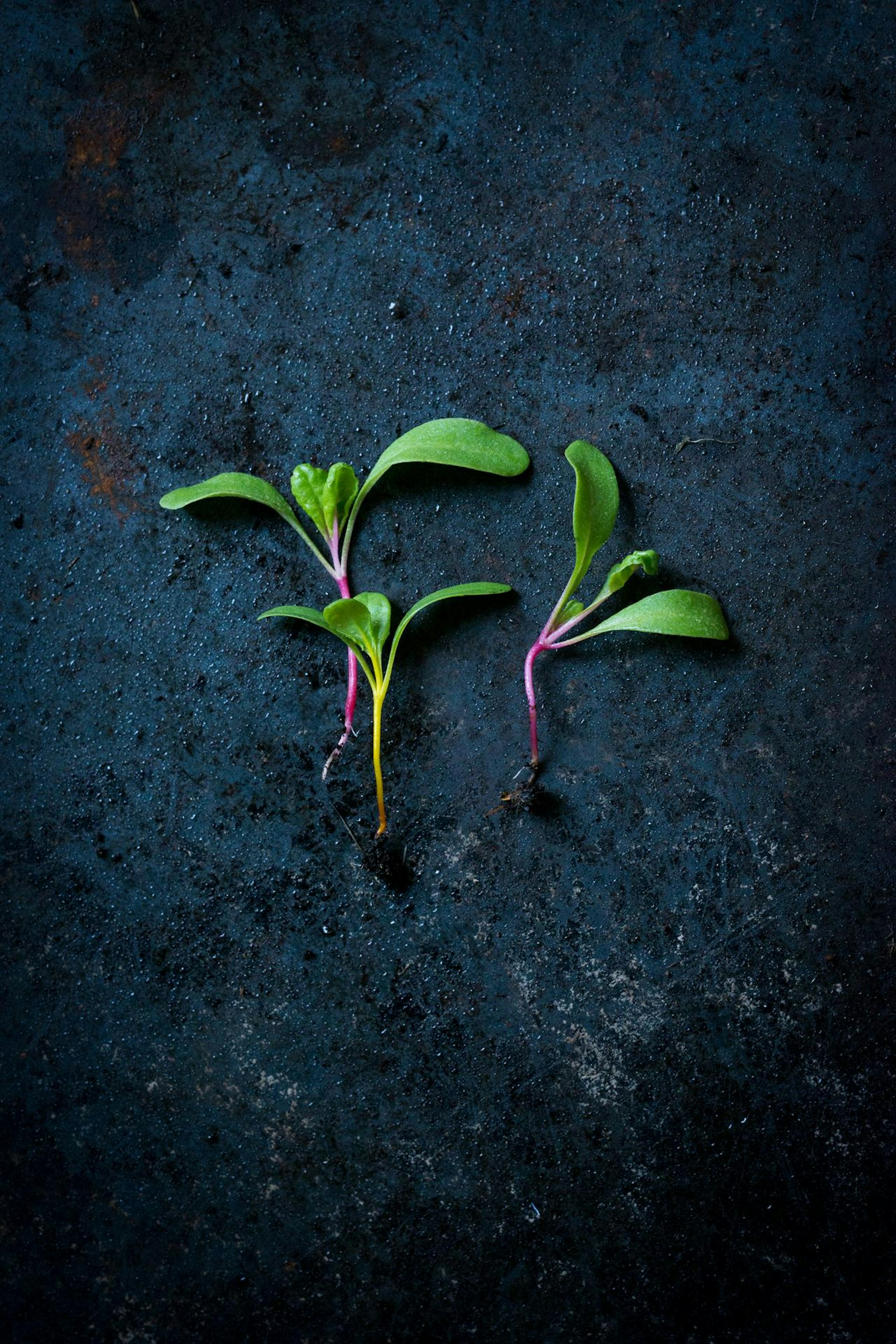 Ruether_micro-greens-kultivieren_ELA6693