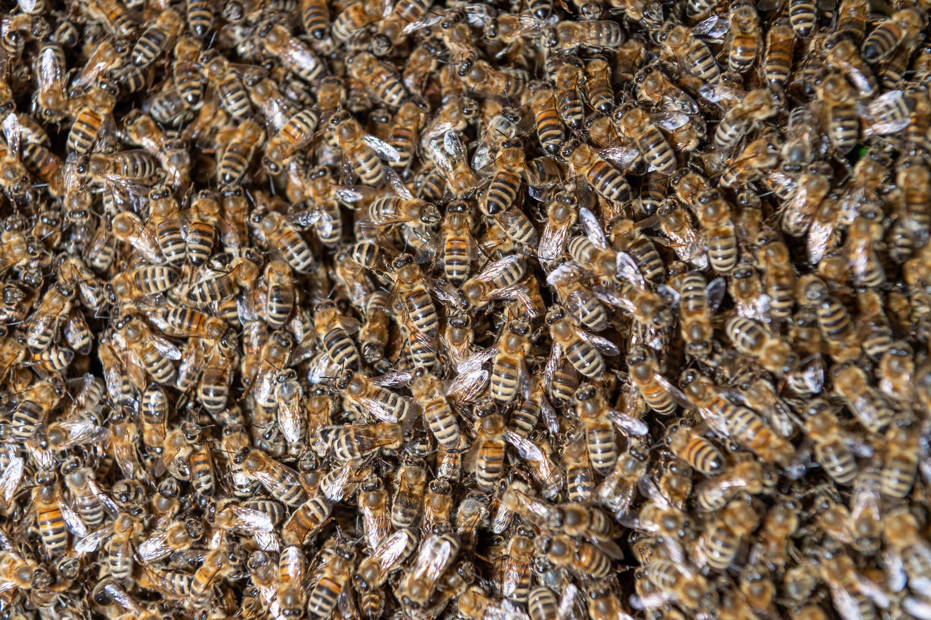 Bienenschwarm
