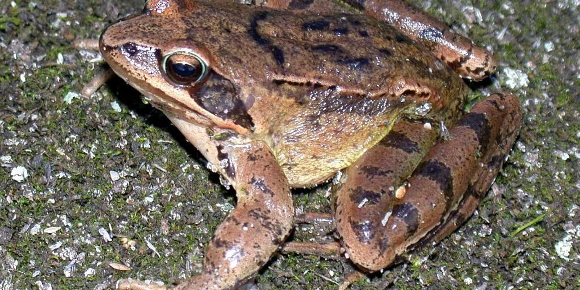 Springfrosch-Biol-Stat- Bonn-Rhein-Erft
