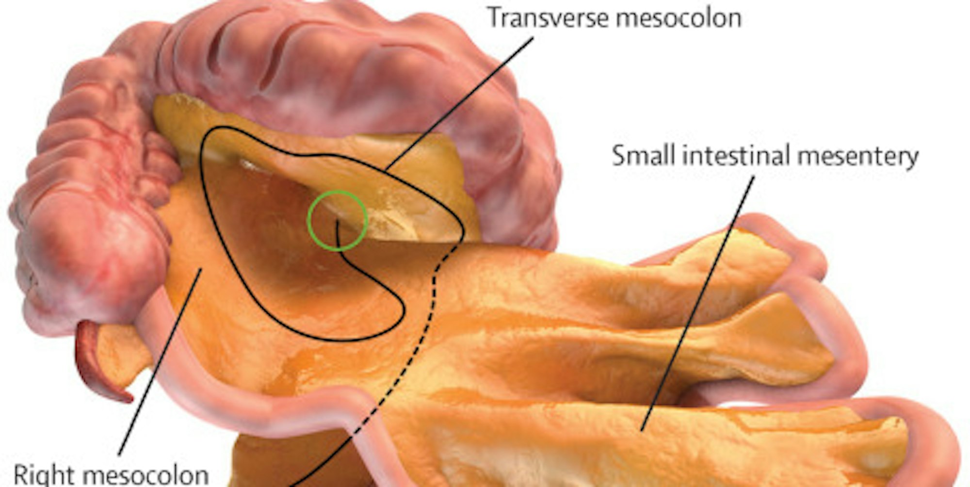 Gekröse_Neues_Organ