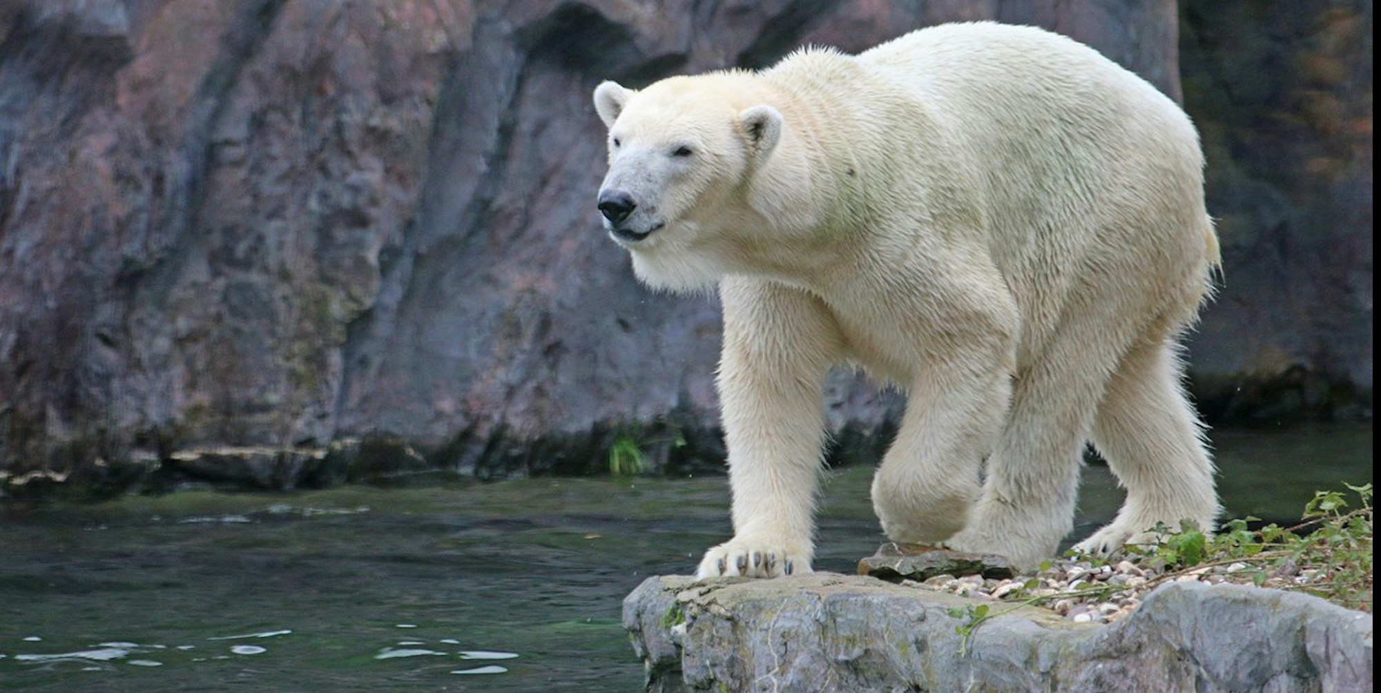 Eisbär Gelsenkichen