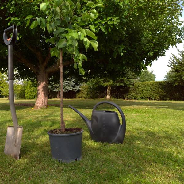 Baum pflanzen