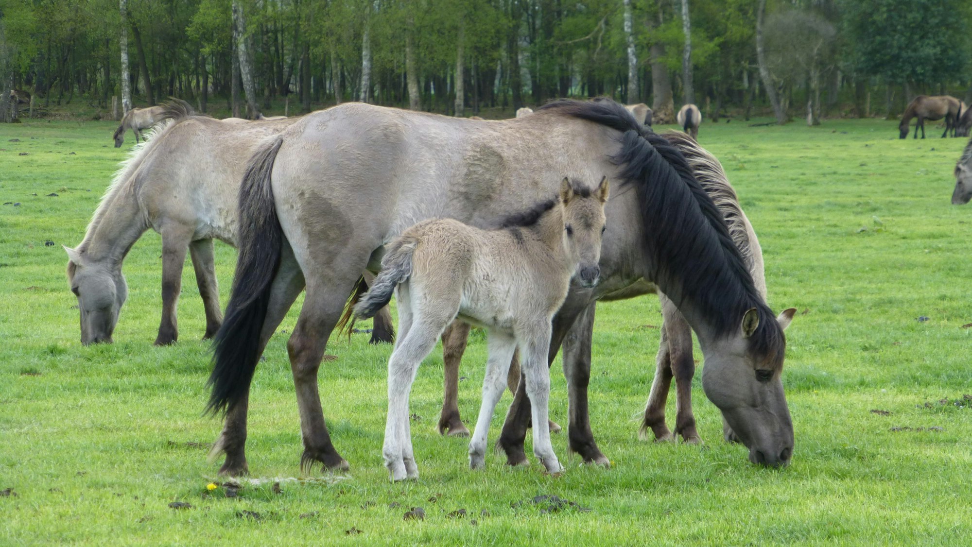 Duelmen_Wildpferde_Pressestelle Duelmen