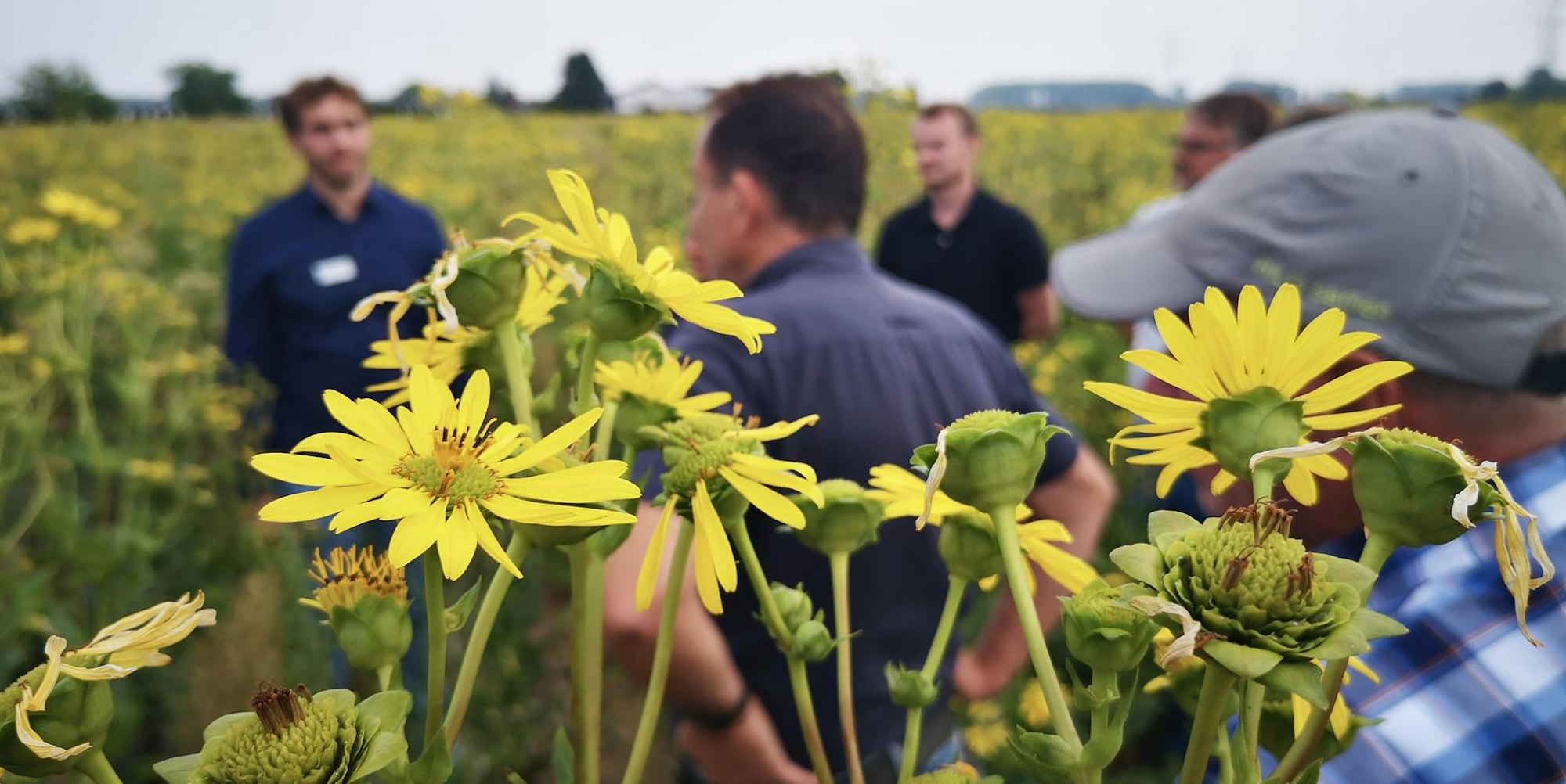 Wesseling Silphie Wasserschutz