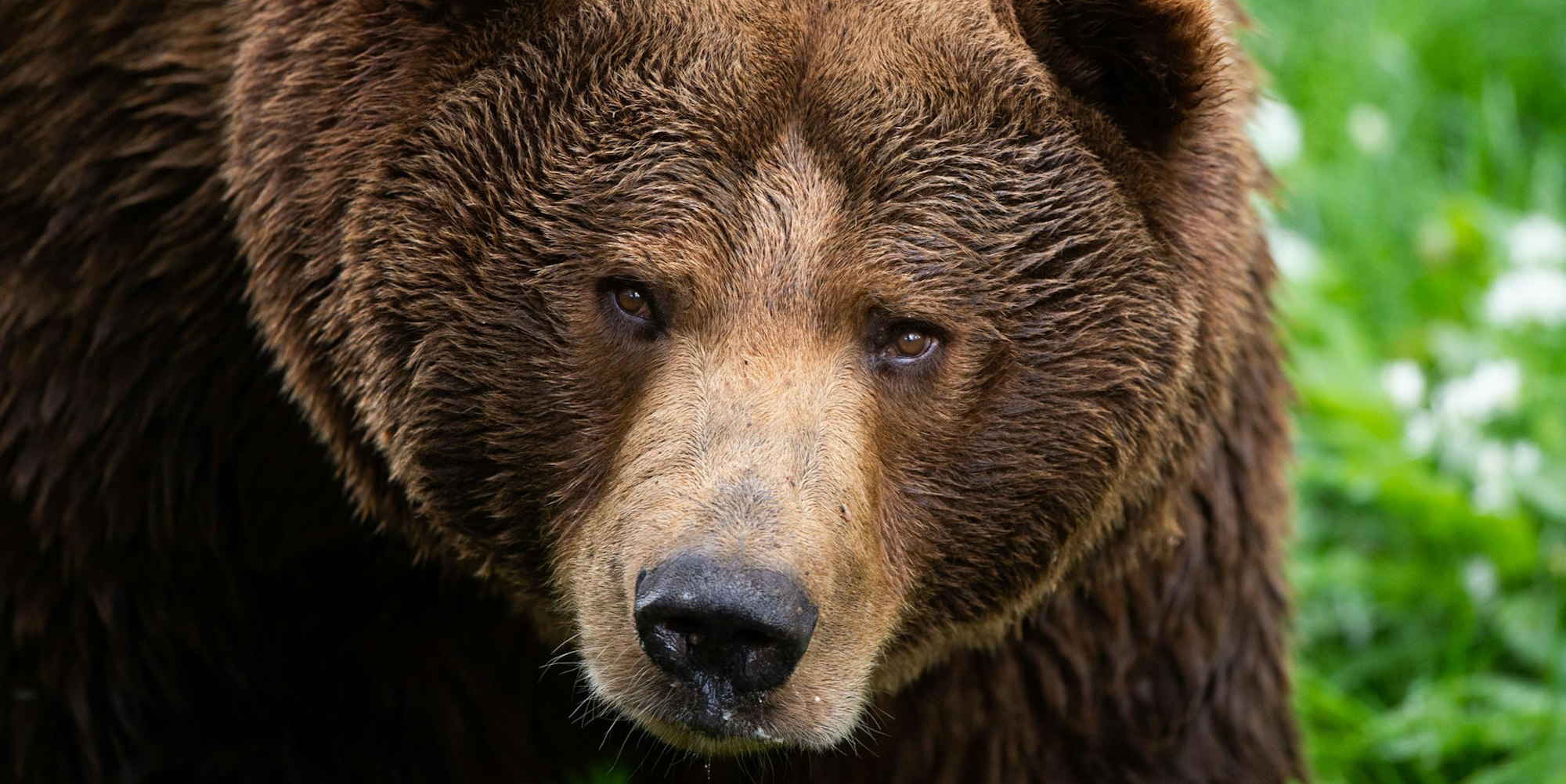 Braunbär 230620